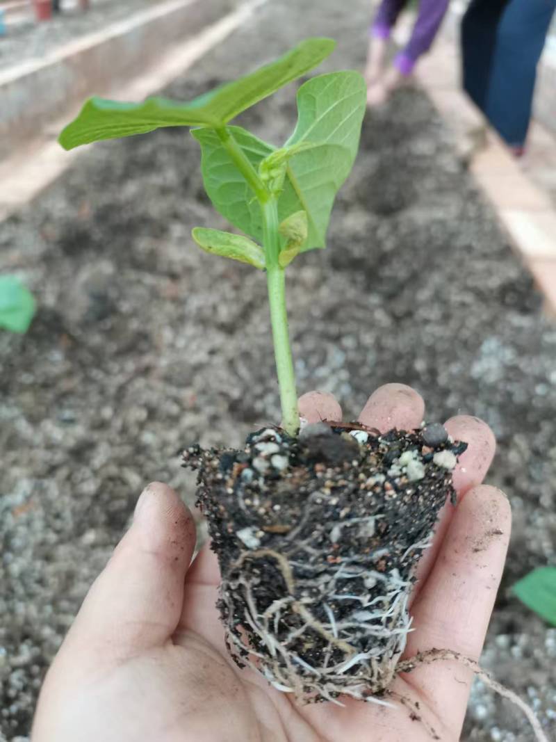 【推荐】营养土富含有机质各种营养元素欢迎联系全国发货
