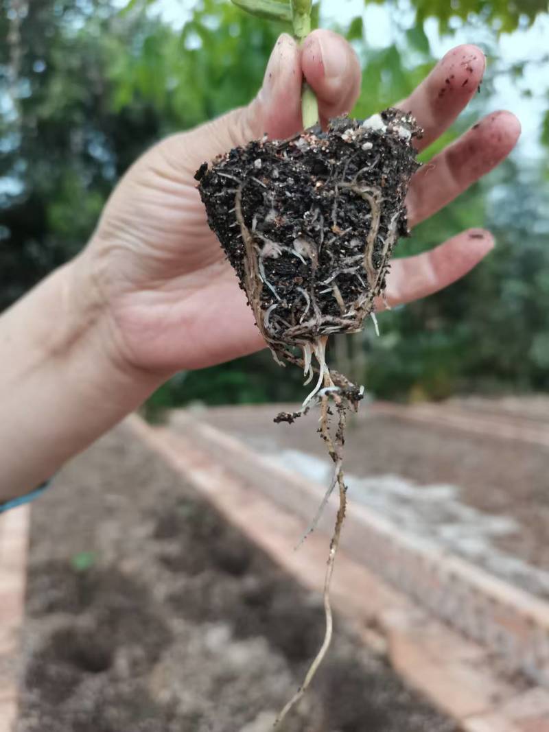 【推荐】营养土富含有机质各种营养元素欢迎联系全国发货