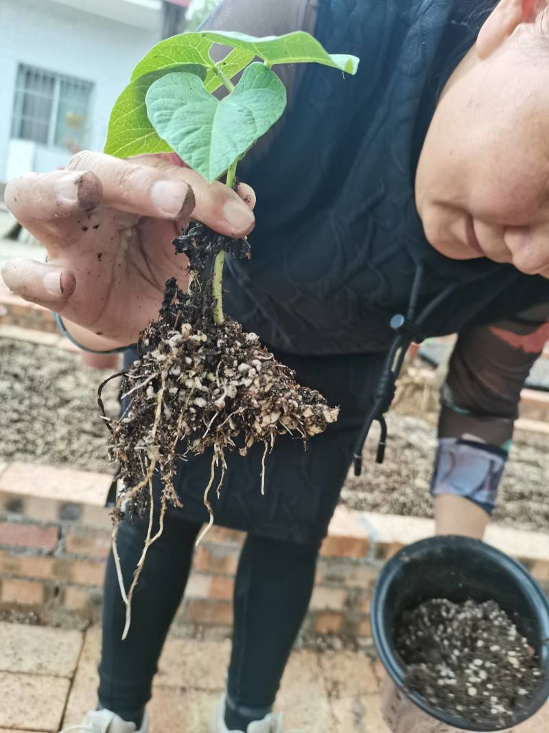【推荐】营养土富含有机质各种营养元素欢迎联系全国发货