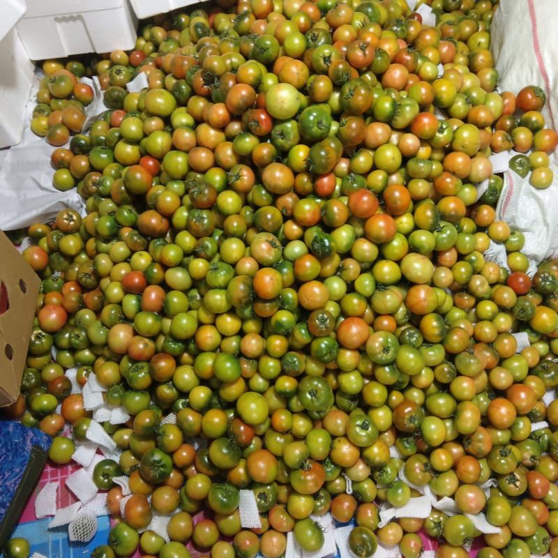 优质精品草莓西红柿，货源充足，全国发货，诚信经营欢迎致电