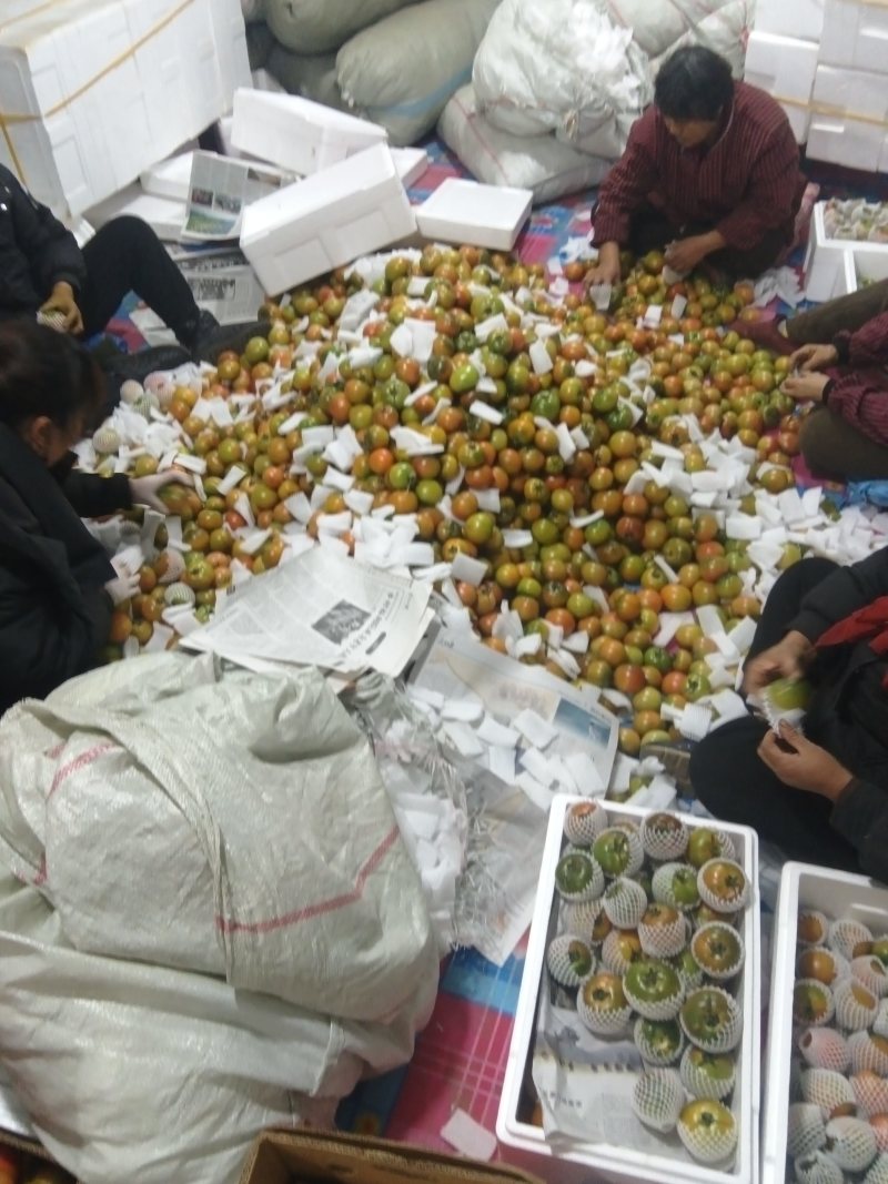 优质精品草莓西红柿，货源充足，全国发货，诚信经营欢迎致电