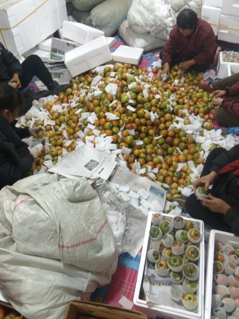 优质精品草莓西红柿，货源充足，全国发货，诚信经营欢迎致电