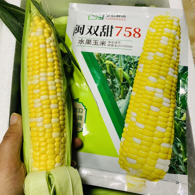特甜水果玉米种子生吃脆甜无渣闽双甜758双色甜玉米种子