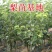 翠冠梨树苗，苏翠一号香梨，基地直发假一赔十，一棵签约合同