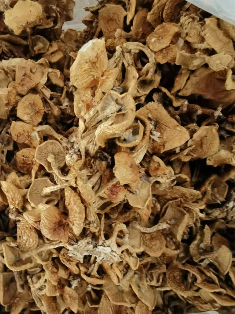河北滑子菇干货大量供应，视频看货，对接商超市场电商
