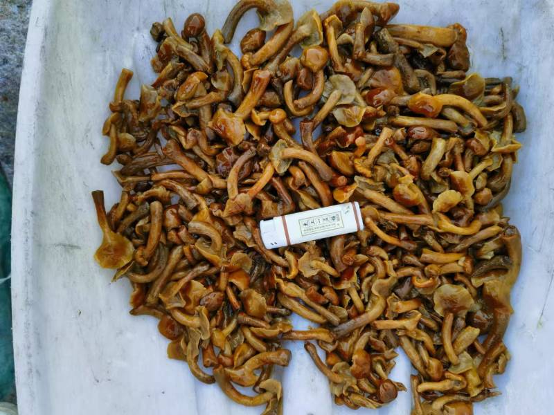 河北滑子菇干货大量供应，视频看货，对接商超市场电商