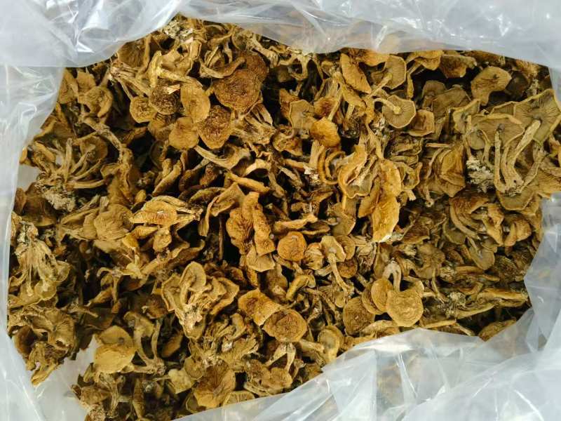 河北滑子菇干货大量供应，视频看货，对接商超市场电商
