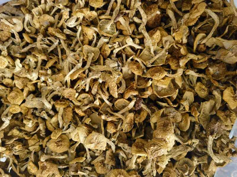 河北滑子菇干货大量供应，视频看货，对接商超市场电商