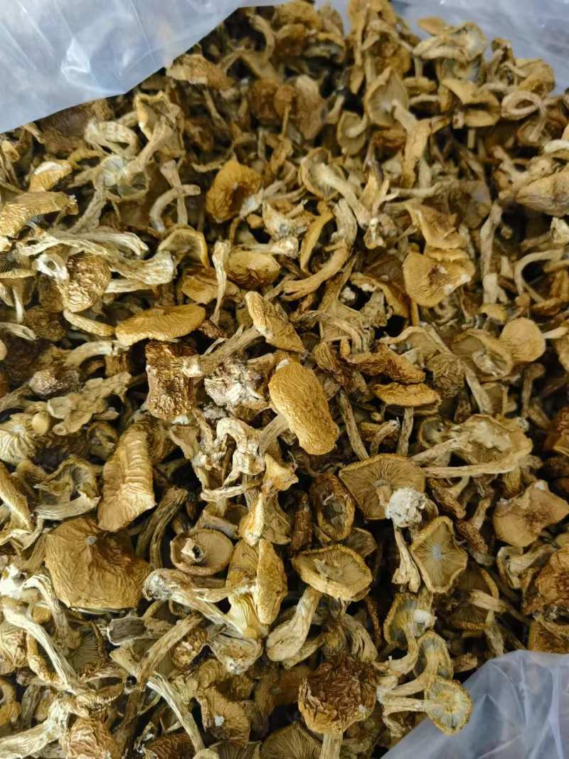 河北滑子菇干货大量供应，视频看货，对接商超市场电商