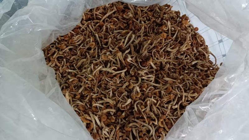 河北滑子菇干货大量供应，视频看货，对接商超市场电商