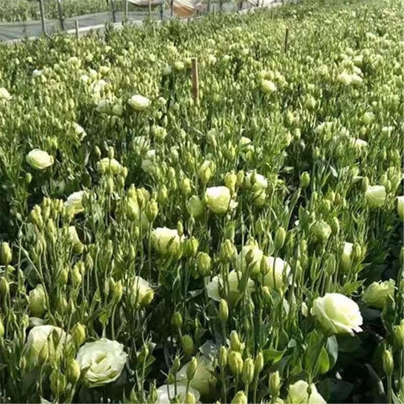洋桔梗小苗一手货源大量上市各种规格