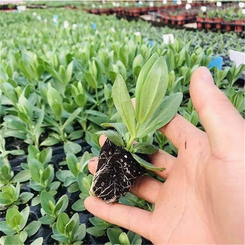 洋桔梗小苗一手货源大量上市各种规格