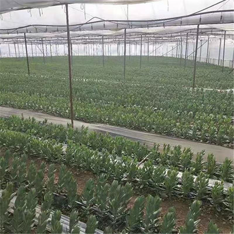 洋桔梗小苗一手货源大量上市各种规格