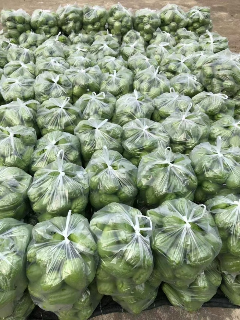 云南佛手瓜，货量充足，品质佳，量大从优，欢迎咨询选购
