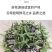 满天星苗大量上市了，需要的老板随时联系