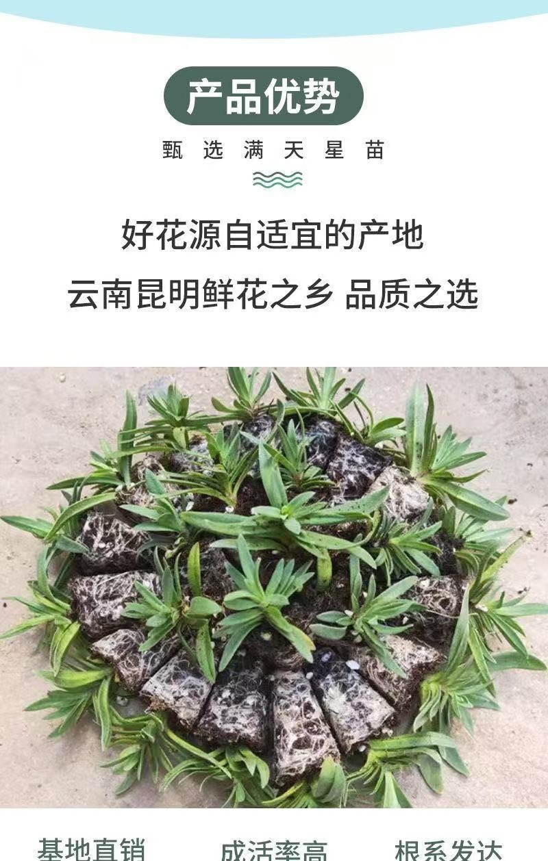 满天星苗大量上市了，需要的老板随时联系