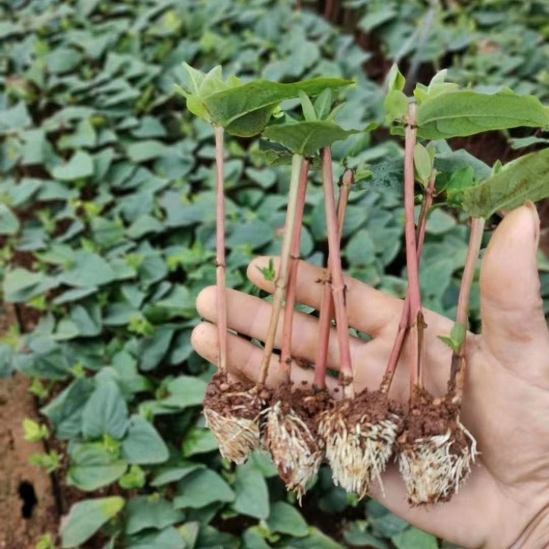 火龙珠苗大量上市了各种各样品种都有基地直销