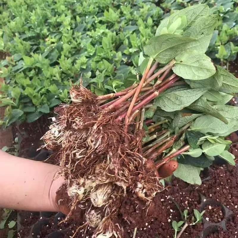 火龙珠苗大量上市了各种各样品种都有基地直销