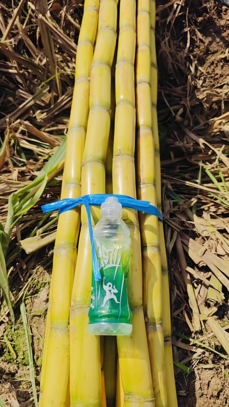 云南黄皮甘蔗新鲜现挖品质保证大量现货持续供应欢迎