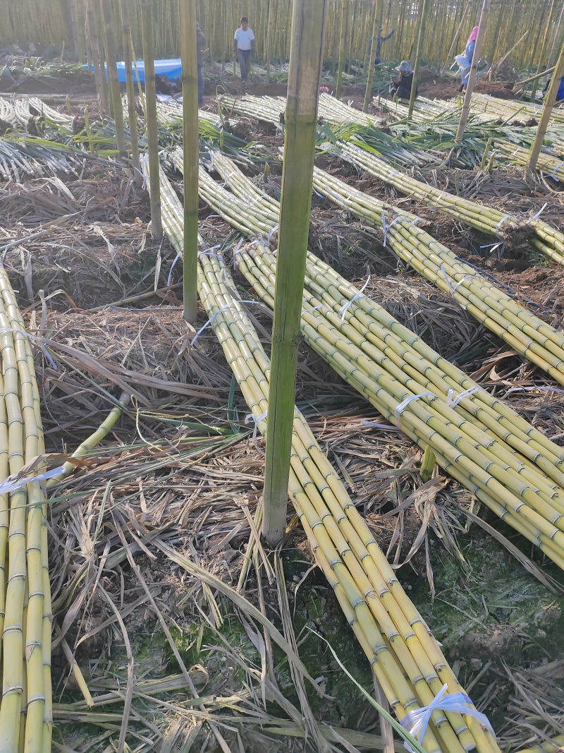 云南黄皮甘蔗新鲜现挖品质保证大量现货持续供应欢迎
