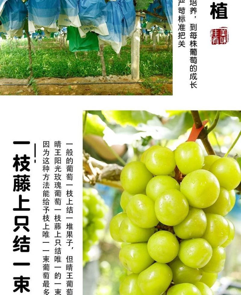阳光玫瑰整串晴王葡萄新鲜当季水果青提无籽提子香印一整箱批
