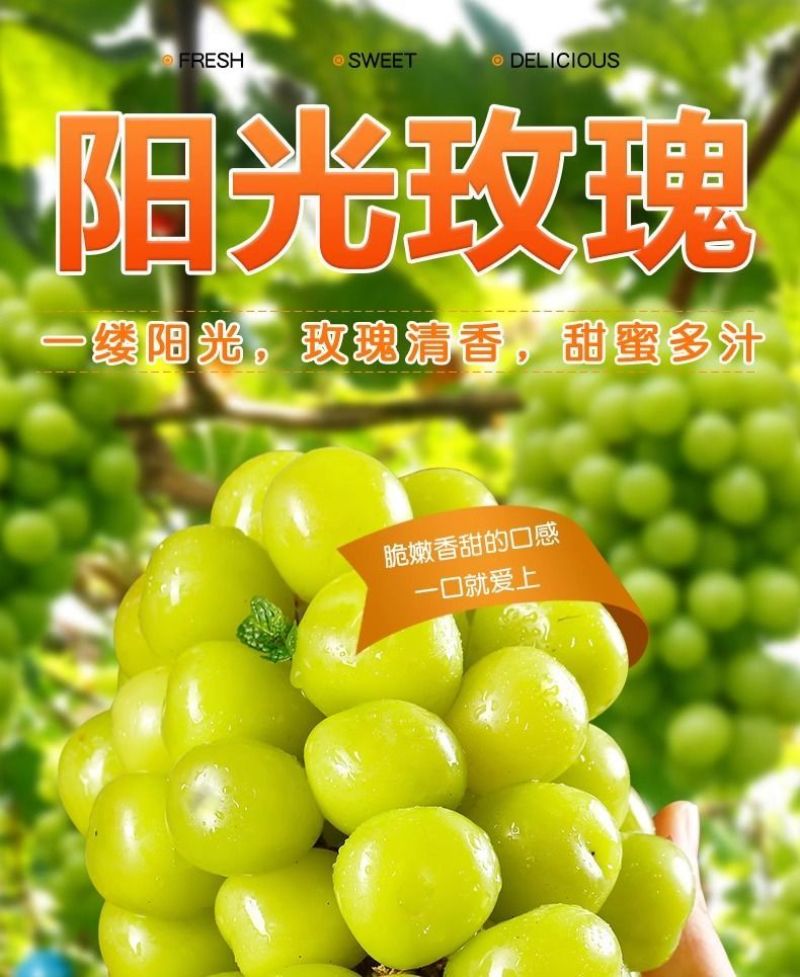 阳光玫瑰整串晴王葡萄新鲜当季水果青提无籽提子香印一整箱批