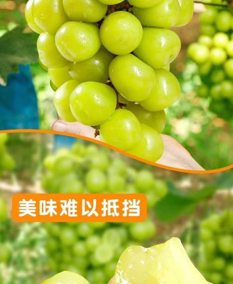 阳光玫瑰整串晴王葡萄新鲜当季水果青提无籽提子香印一整箱批