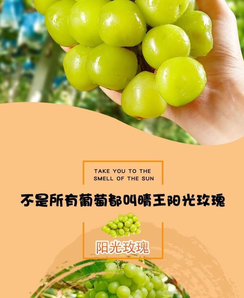 阳光玫瑰整串晴王葡萄新鲜当季水果青提无籽提子香印一整箱批