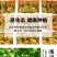 阳光玫瑰整串晴王葡萄新鲜当季水果青提无籽提子香印一整箱批
