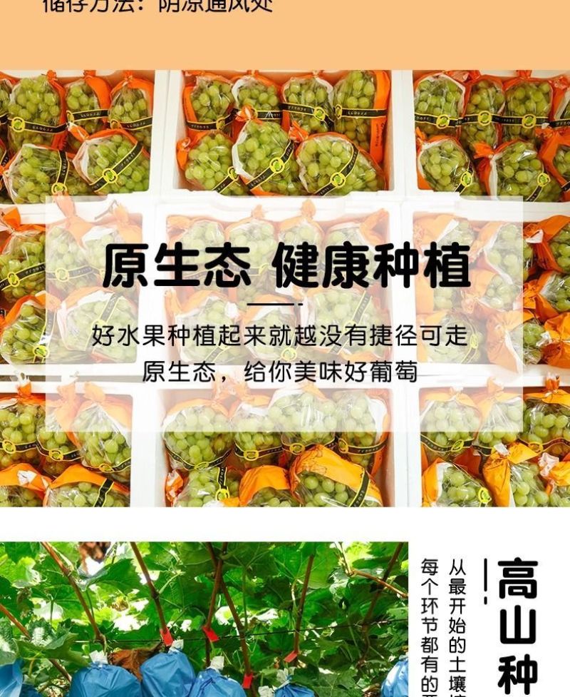 阳光玫瑰整串晴王葡萄新鲜当季水果青提无籽提子香印一整箱批