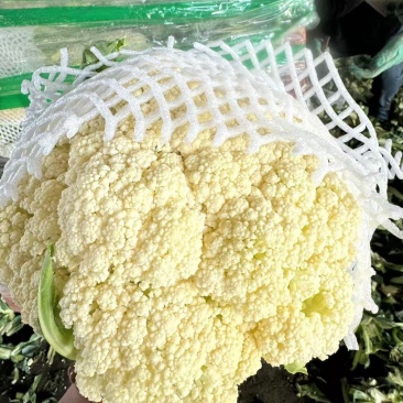 松花菜通许当年鲜菜花纯80小米粒白花菜代收代发代加工