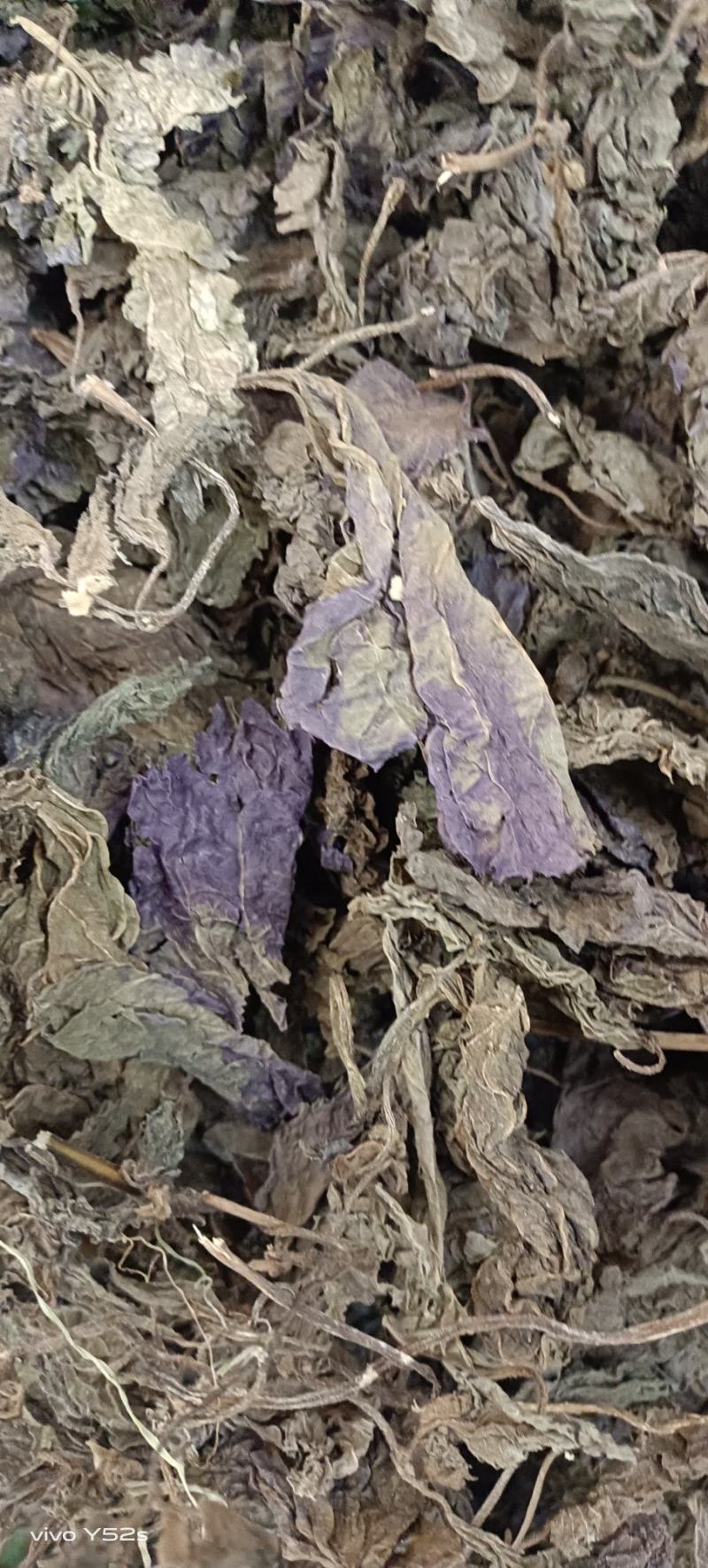紫苏叶紫苏梗紫苏子
