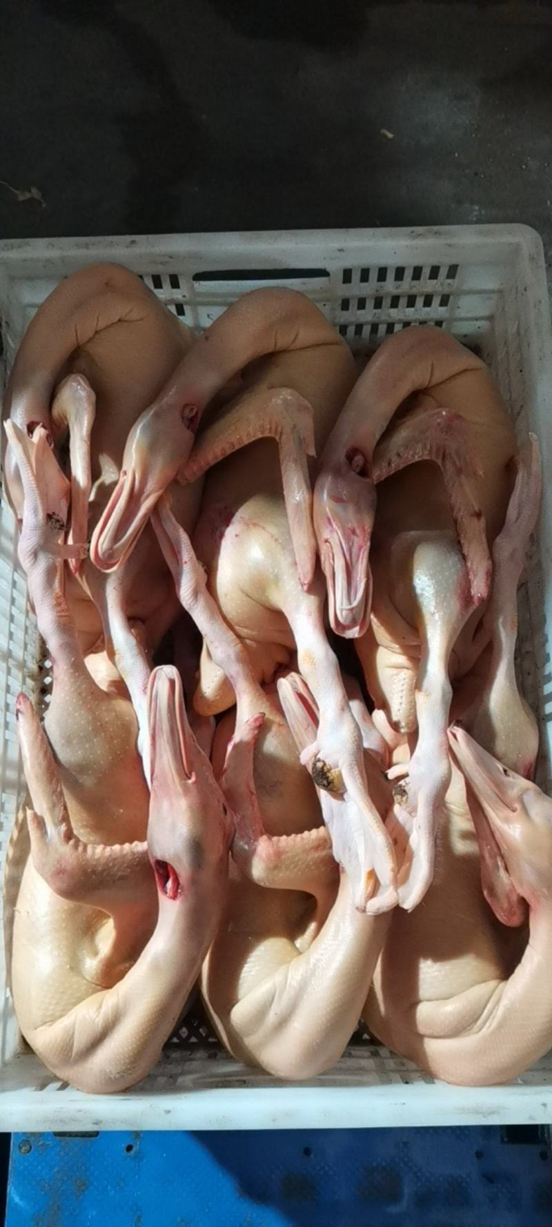 鸭鸡