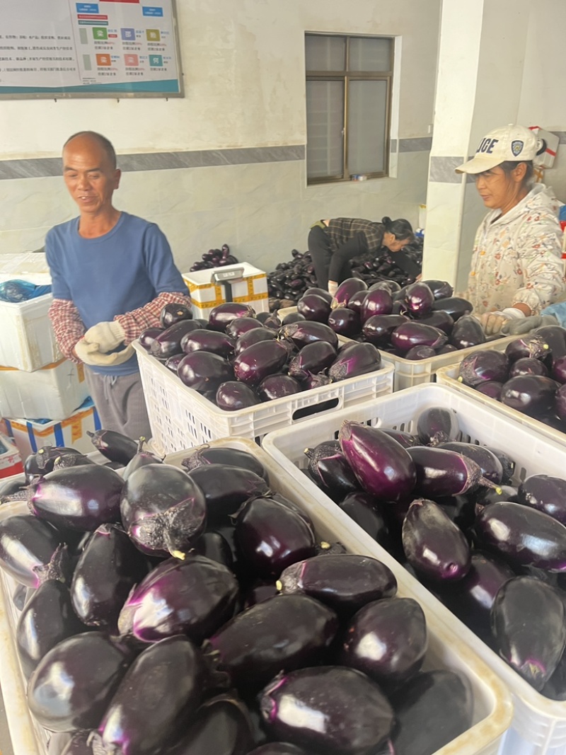 圆茄子全国接待产地新鲜一手货源产地批发鲜货