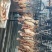 鸭鸡