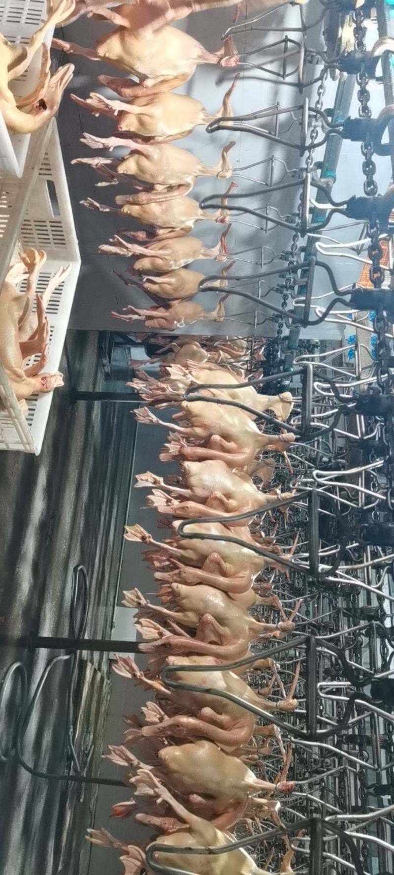 鸭鸡
