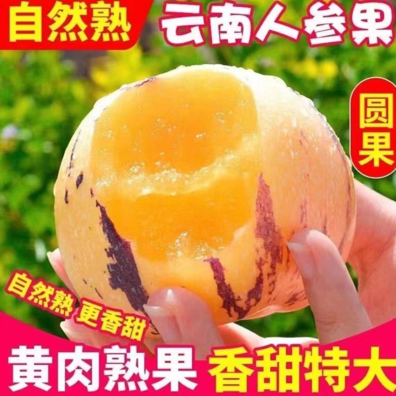 云南树上熟黄肉圆果云南石林人参果新鲜应季大果超甜水果整箱
