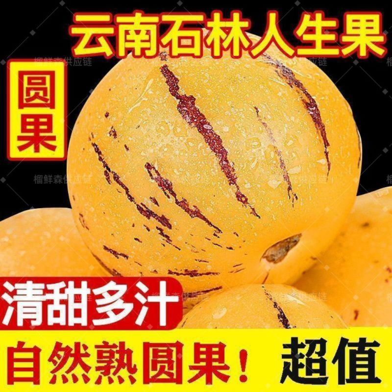 云南树上熟黄肉圆果云南石林人参果新鲜应季大果超甜水果整箱