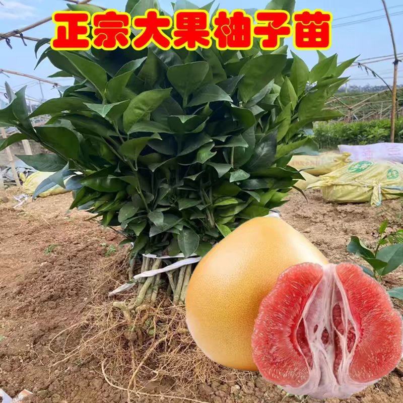 福建平和蜜柚苗。红柚苗。三红柚苗。根部很发达。