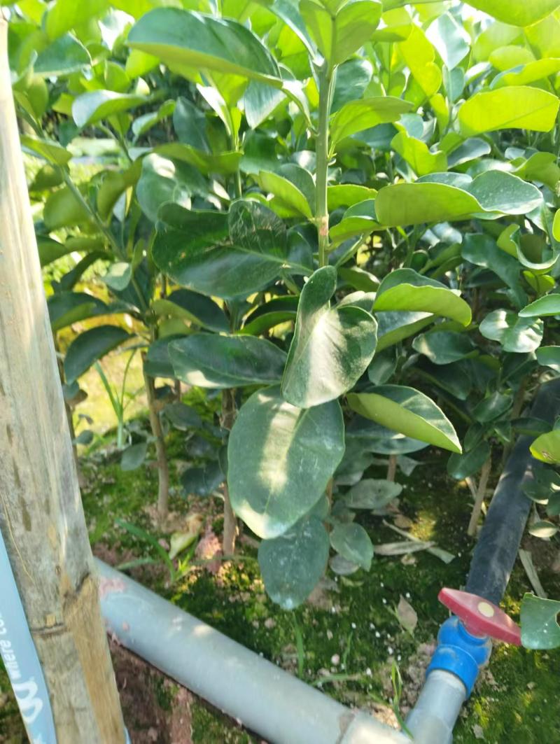 福建平和蜜柚苗。红柚苗。三红柚苗。根部很发达。