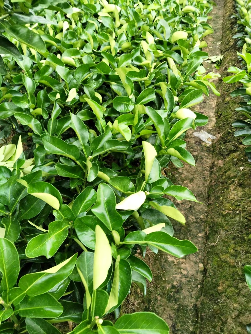 福建平和蜜柚苗。红柚苗。三红柚苗。根部很发达。