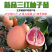 福建平和蜜柚苗。红柚苗。三红柚苗。根部很发达。