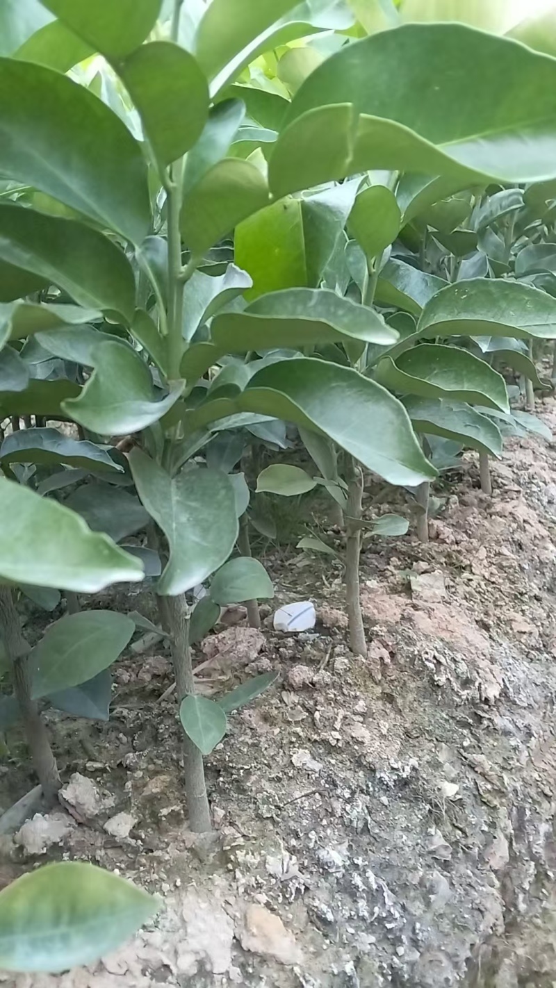 福建平和蜜柚苗。红柚苗。三红柚苗。根部很发达。