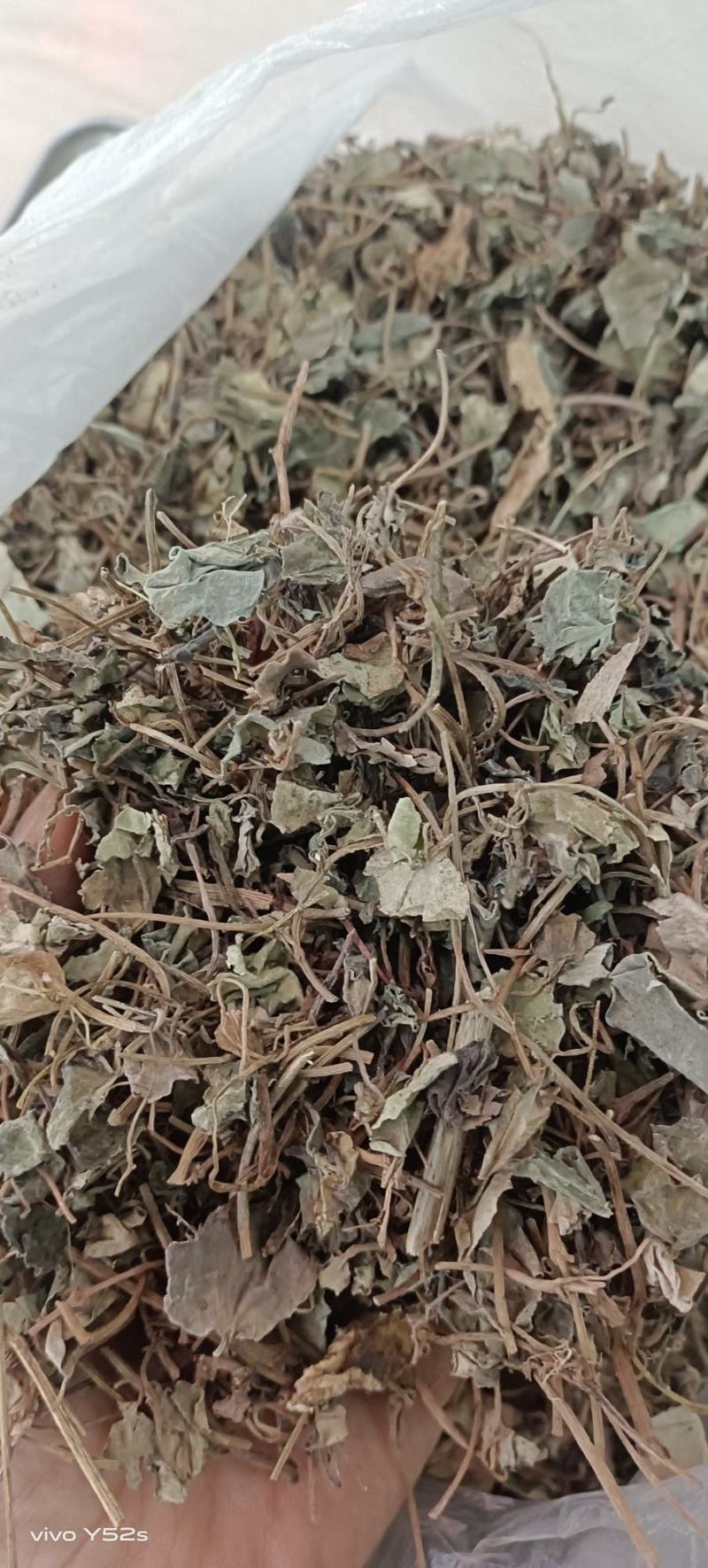 金钱草四川金钱草，广西金钱草