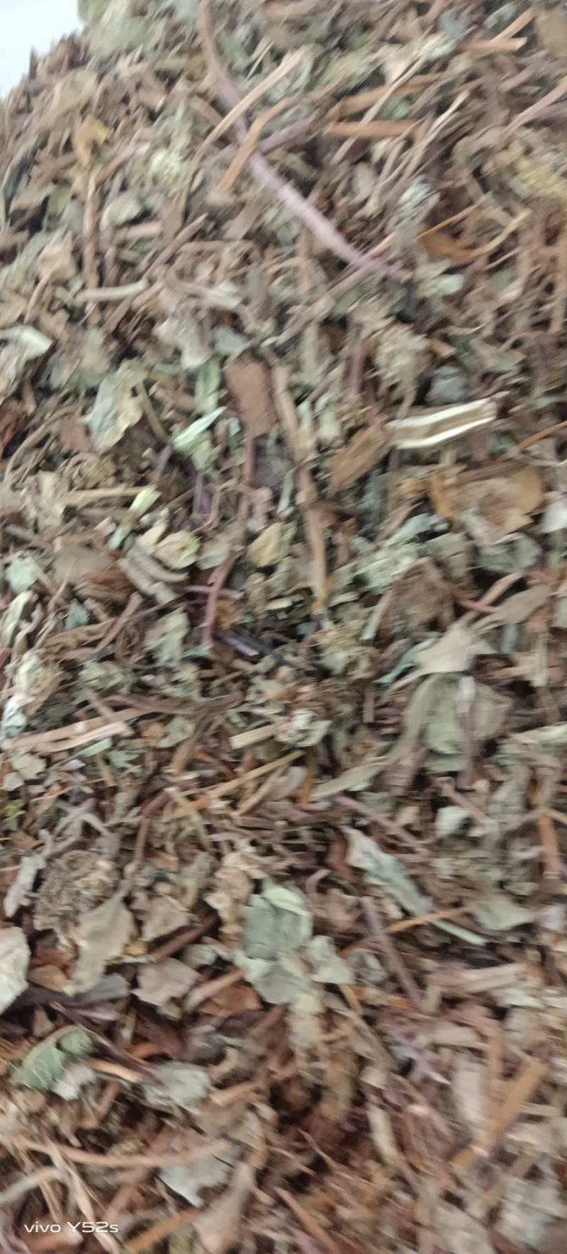 金钱草四川金钱草，广西金钱草
