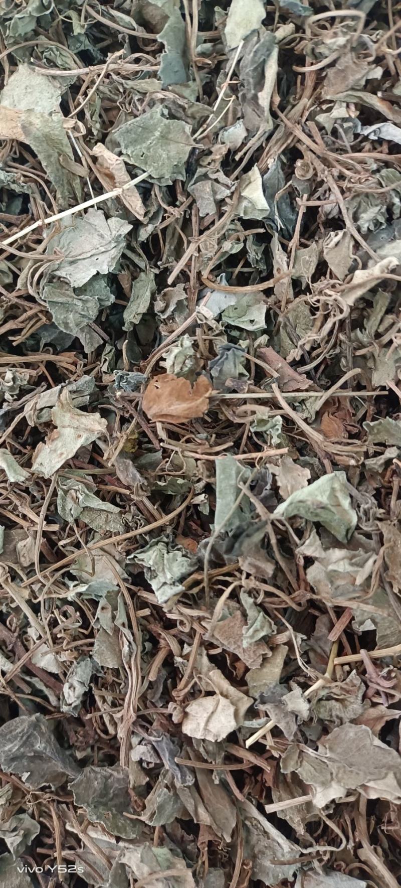 金钱草四川金钱草，广西金钱草