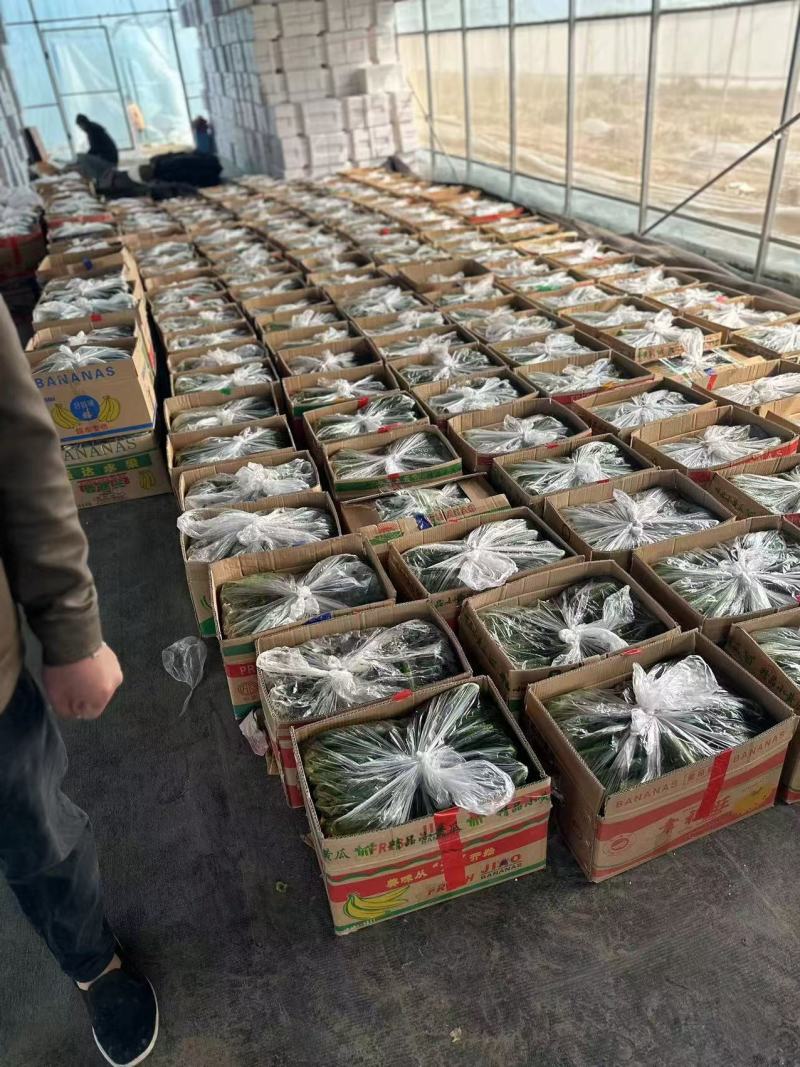 水果黄瓜产地直销量大质优价格优惠欢迎各大老板采购咨询