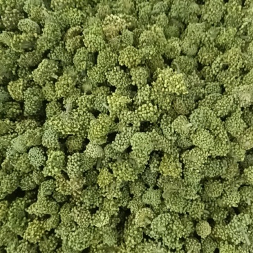 三七花各种规格有货常年经营大货批发产地直发实物拍摄