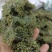 三七花各种规格有货常年经营大货批发产地直发实物拍摄