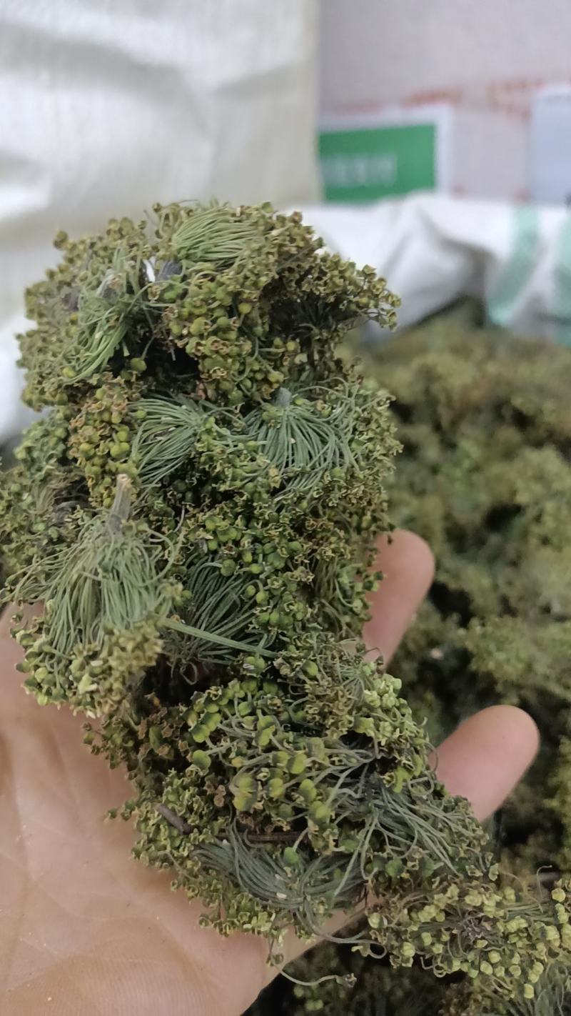 三七花各种规格有货常年经营大货批发产地直发实物拍摄